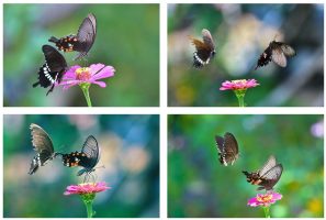 短视频画面构图的基本元素有哪些？摄影构图基础知识