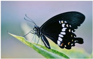 抖音剪映怎么为短视频添加滤镜效果？